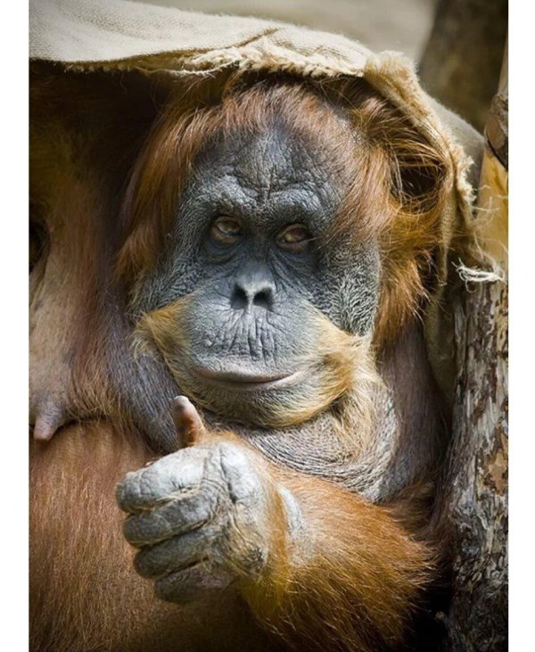 прикольные обезьяны