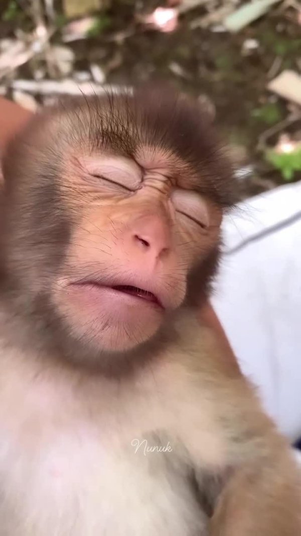 милая обезьянка