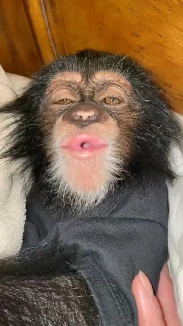 домашняя обезьянка