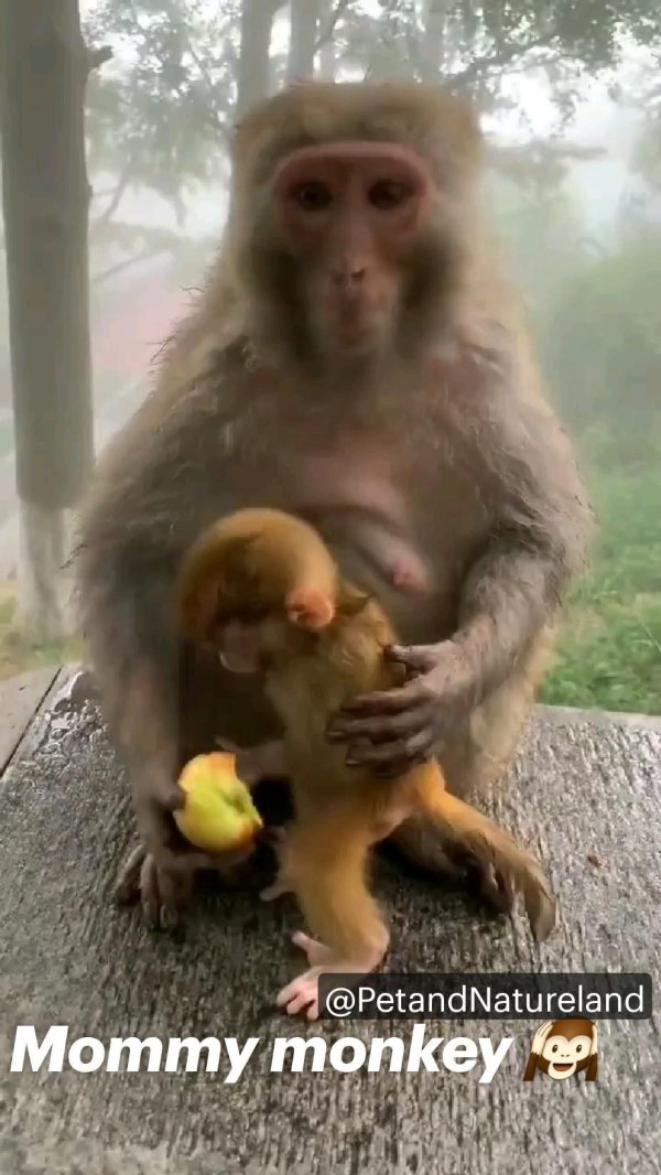 смешные фотографии животных