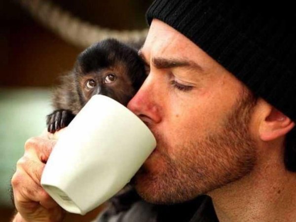 капуцин бурый