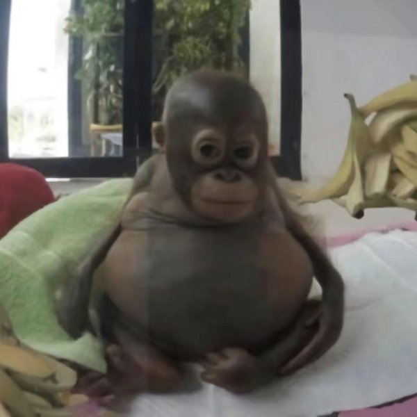 орангутан малыш