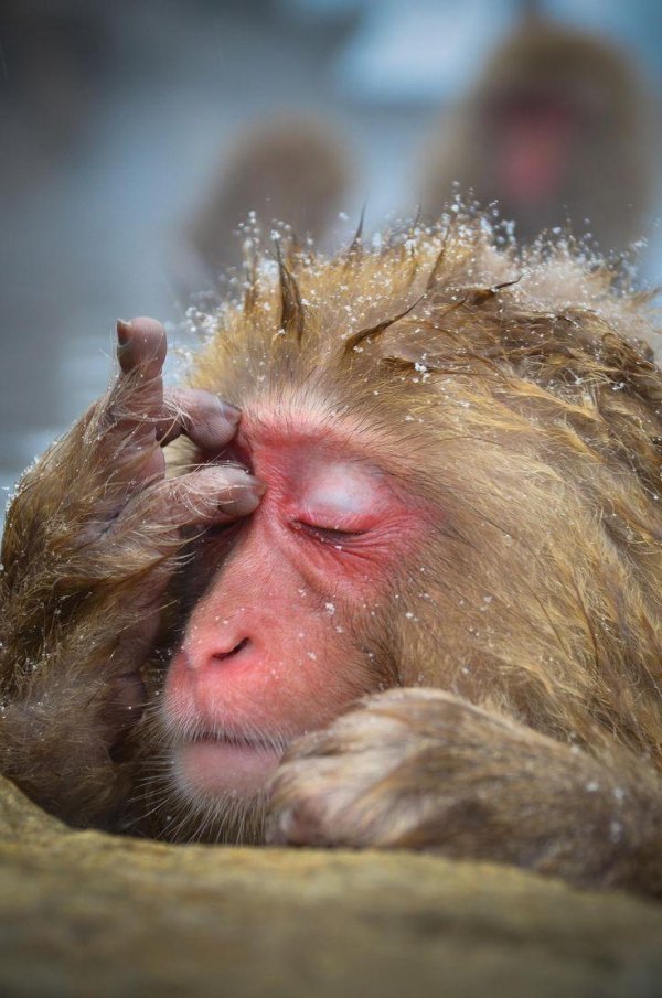 обезьяний парк джигокудани