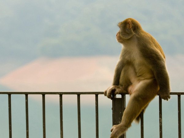 гора обезьян  monkey hill