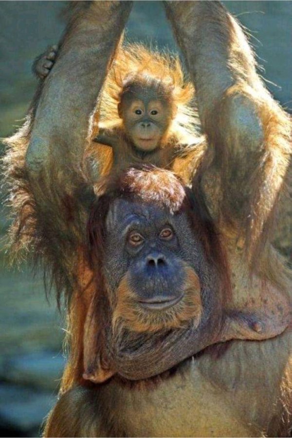 кунац меймун