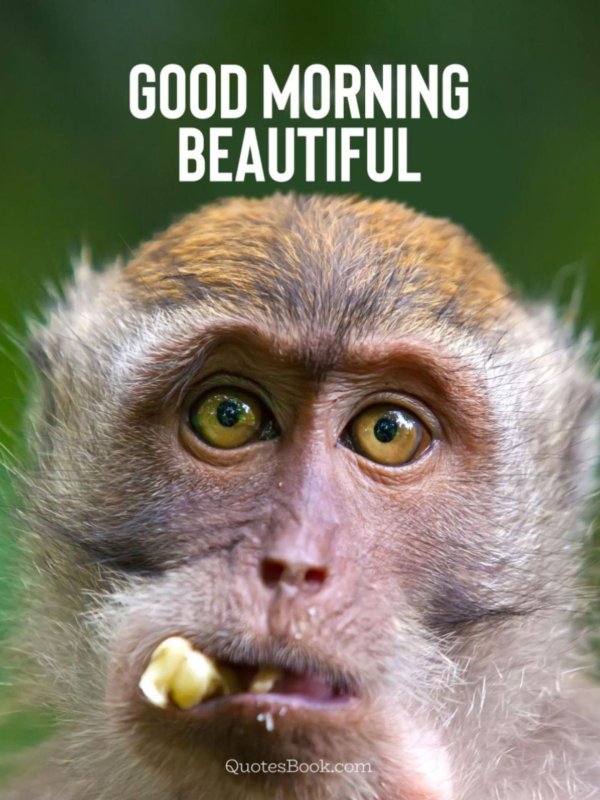 мемы с обезьянами