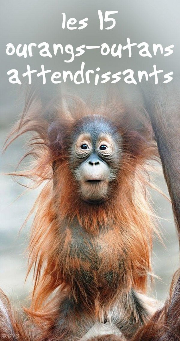 орангутанг хвост