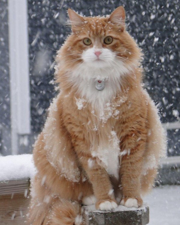 Коты зимой