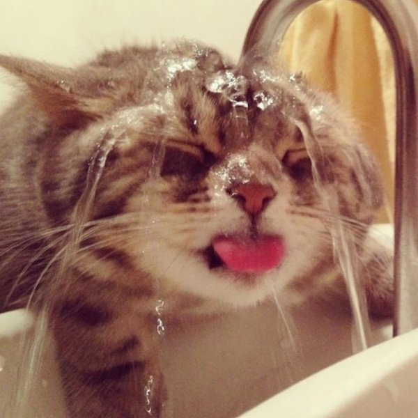 Кот с похмелья