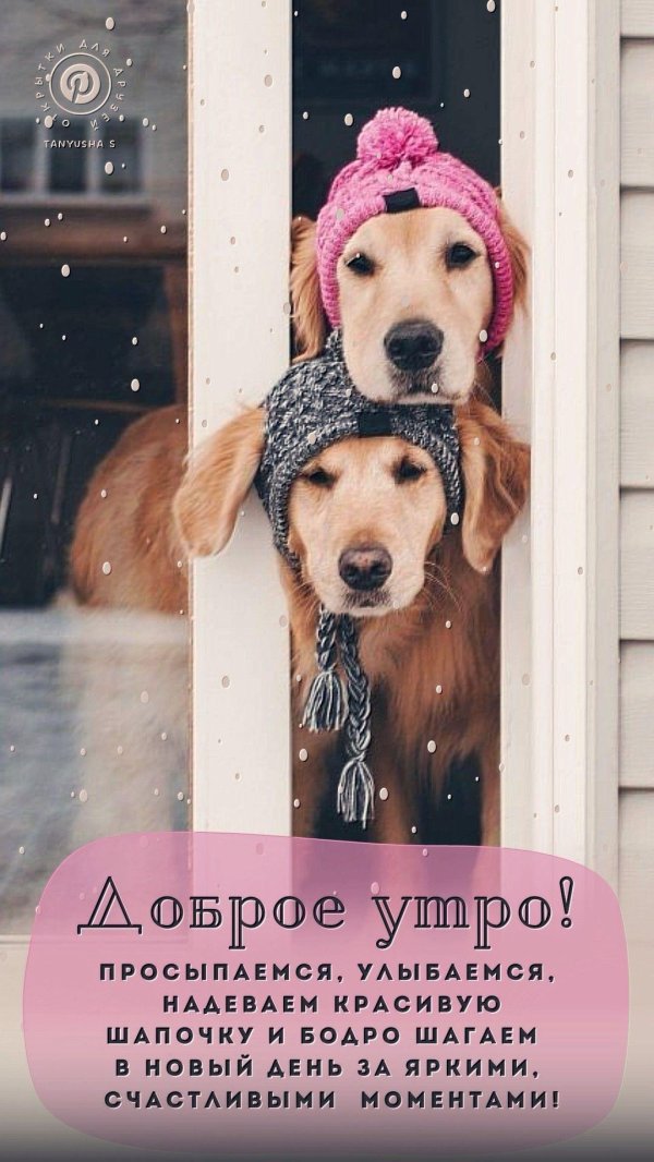 голден ретривер