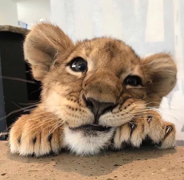 милые львята