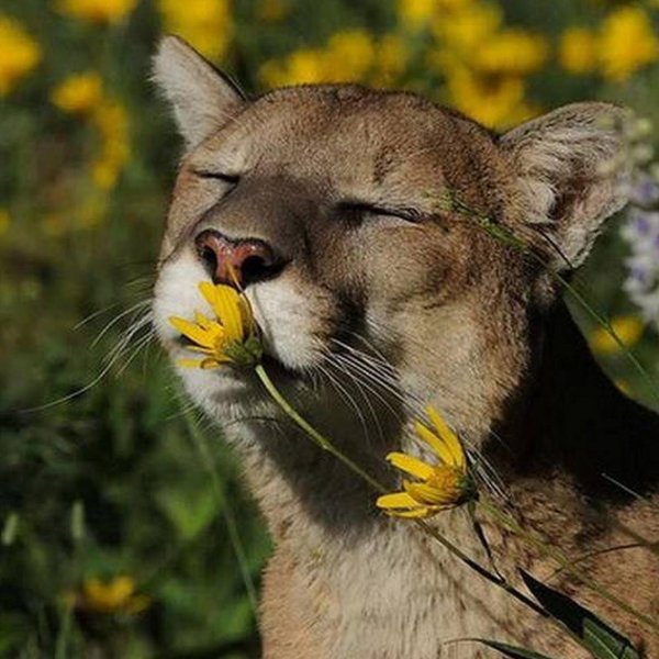 флоридская пума