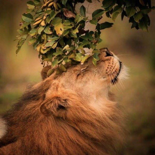 красивые львы