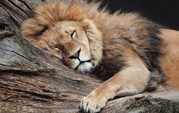 спокойный лев