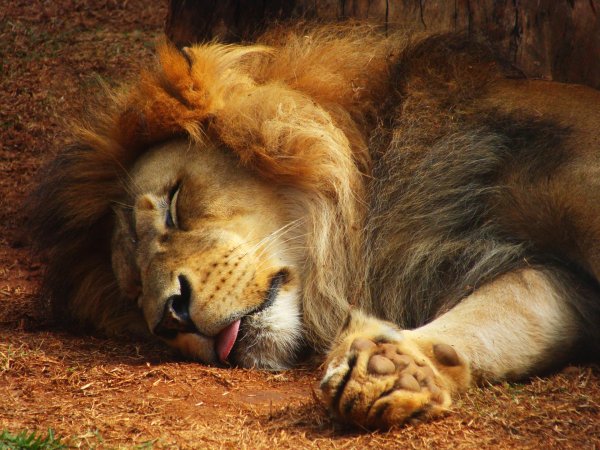 спокойный лев