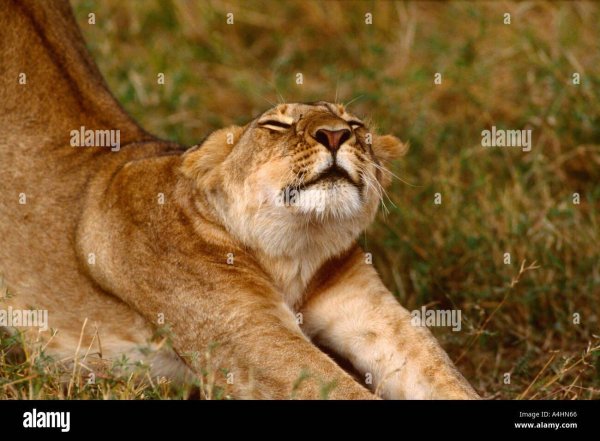 львица красивая