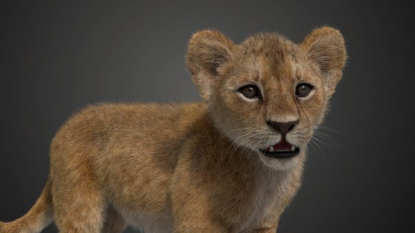 самые милые львята