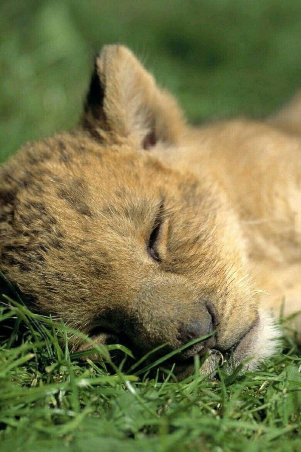 спящие львята