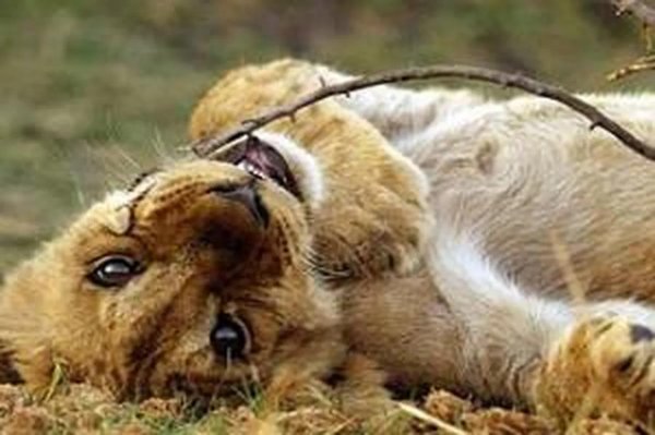 милые львята