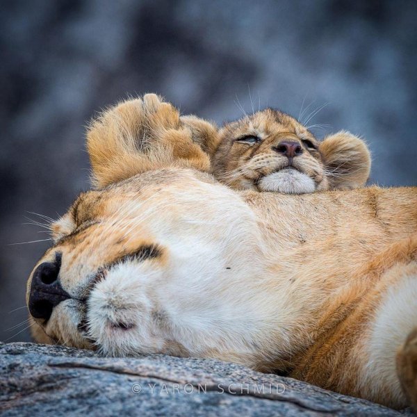 львица с львенком