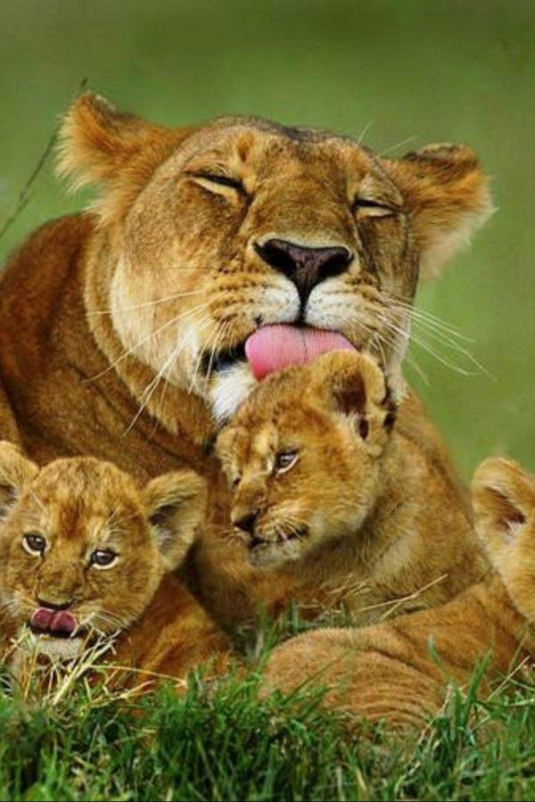 львица с 3 львятами