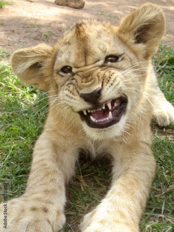 милые львята