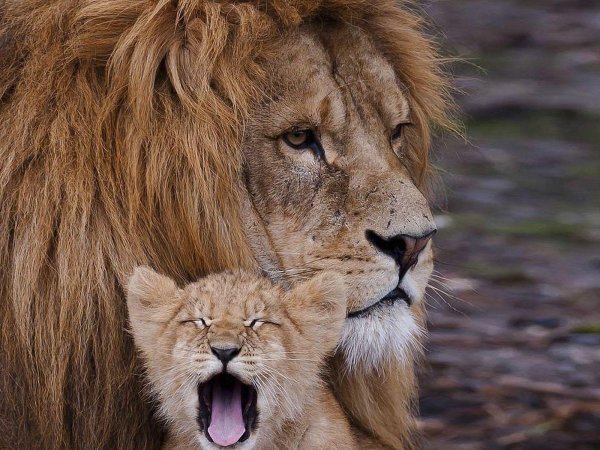 красивые львы