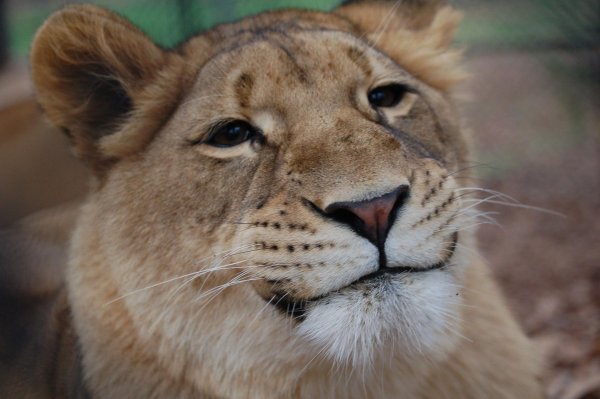 морда львицы