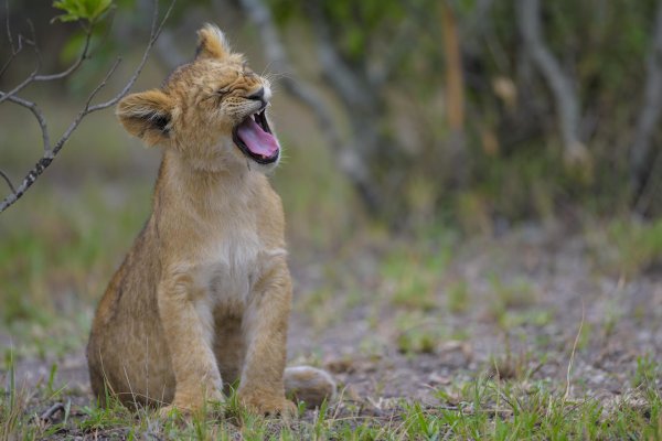 львенок зевает