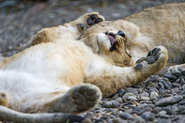 доброе утро львица
