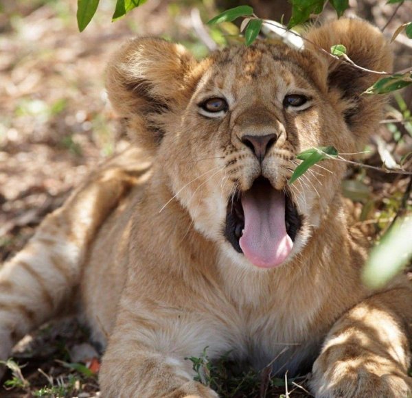 львенок абу