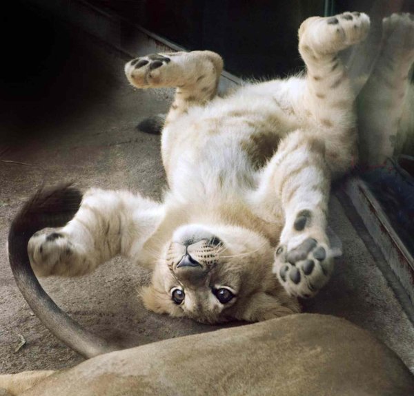 бахати львёнок