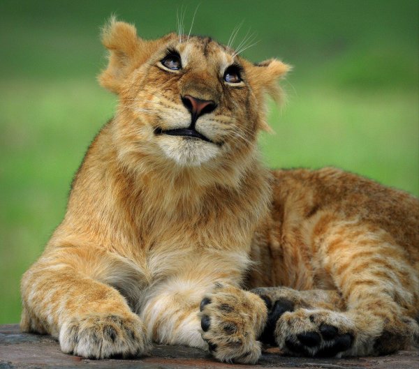 милые львята
