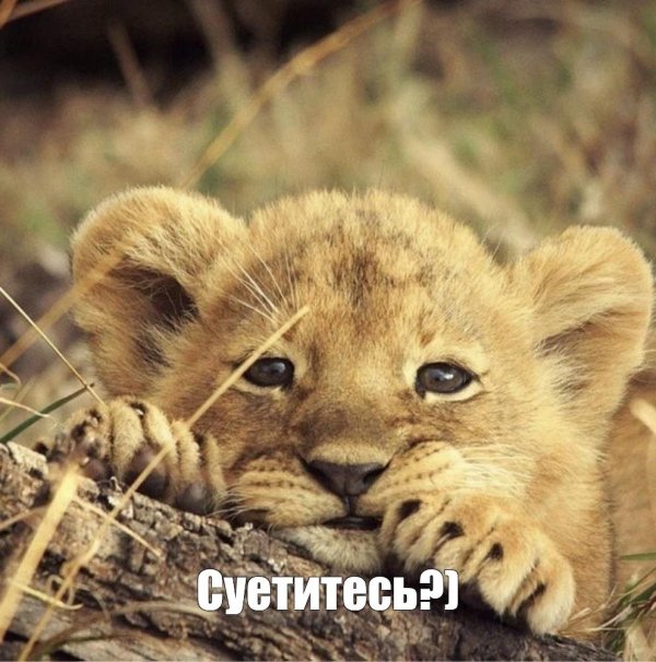 милые детеныши животных