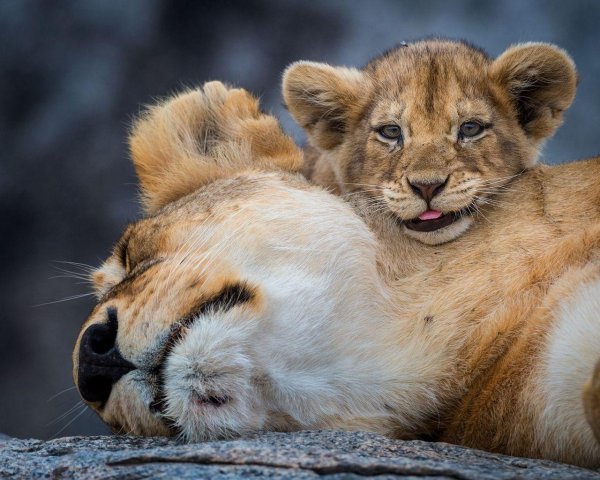 львица со львенком