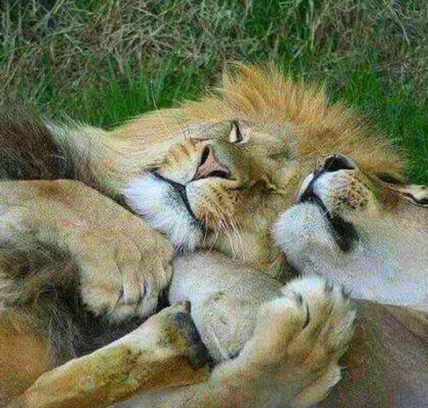 львица и лев