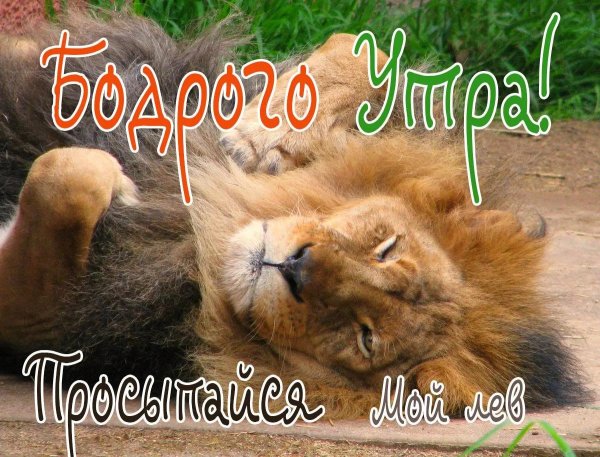 доброе утро львица