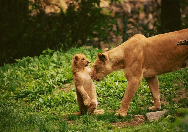 львица с детенышем