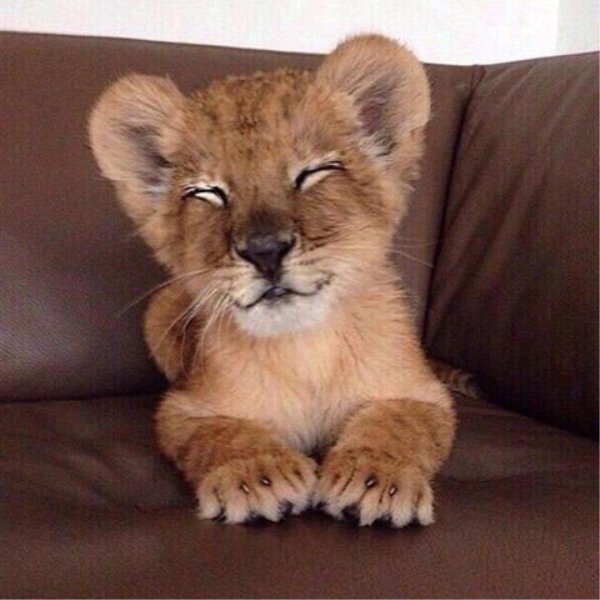 львенок домашний