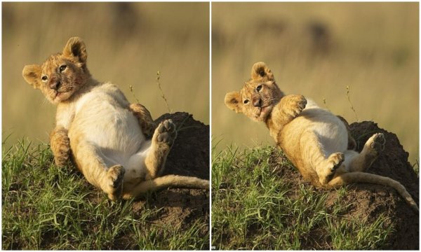 львица с львенком