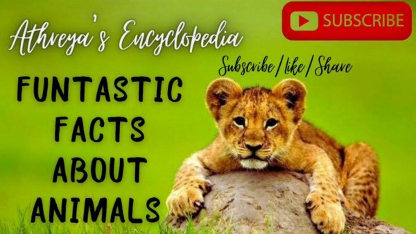 животные природа