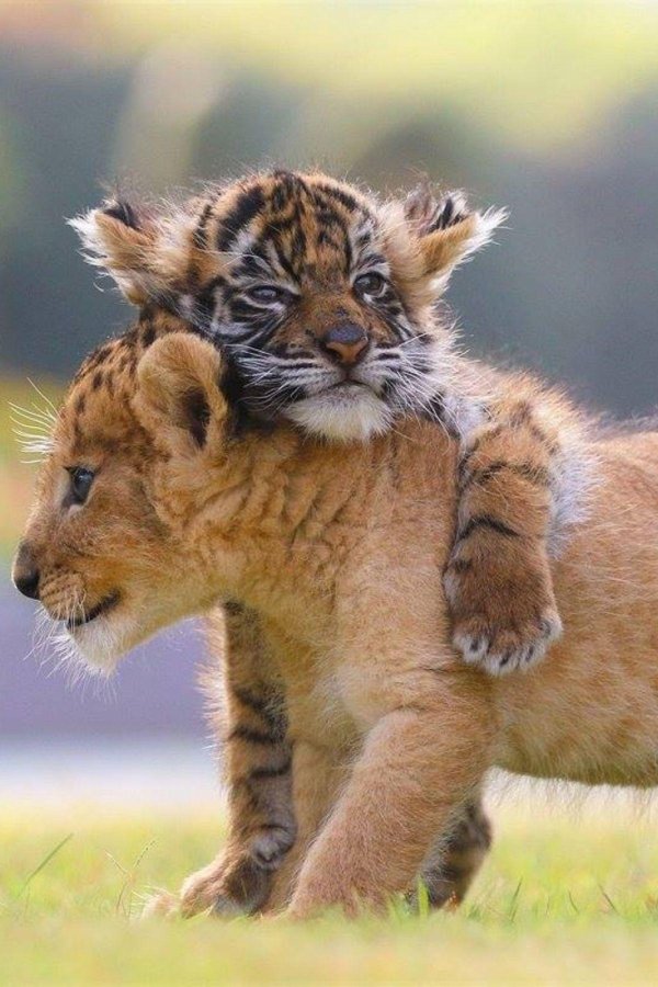 маленькие тигрята