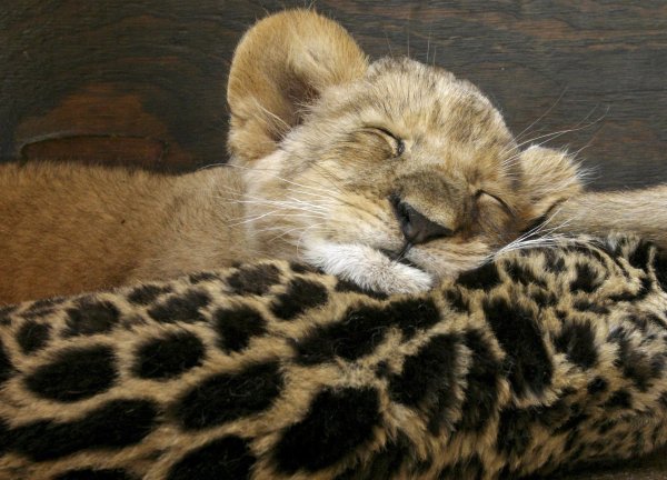 спокойной ночи львенок