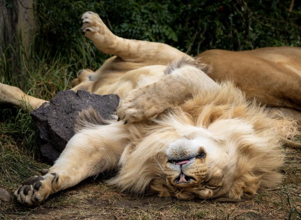 лежащий лев