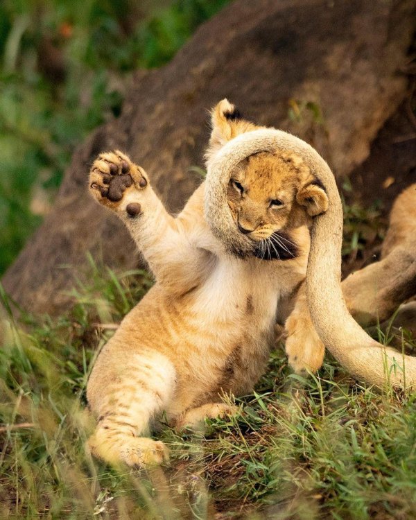 смешной львенок