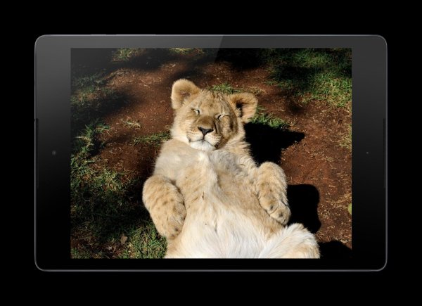 милые львята