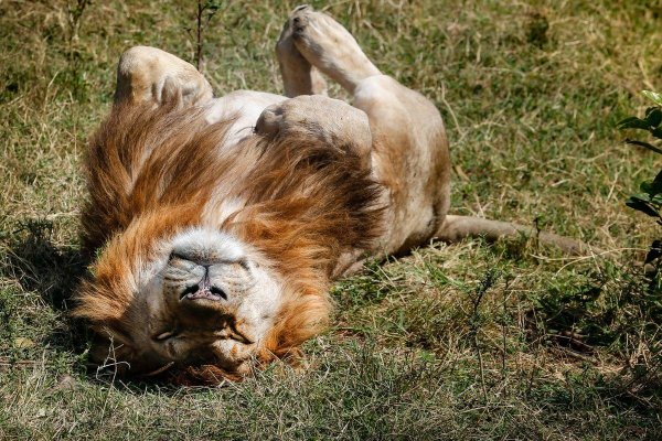 лежащий лев