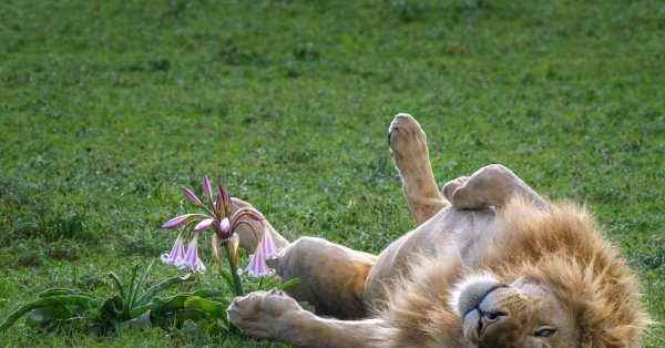 доброе утро львица