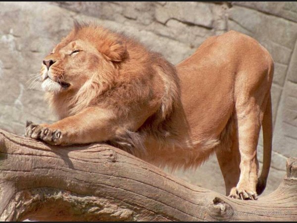 красивые львы