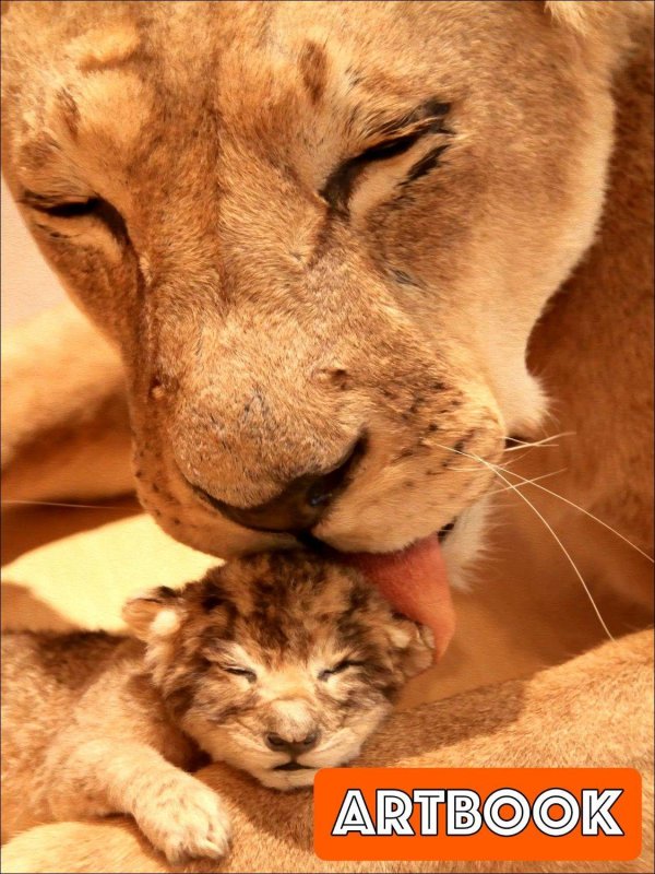 львица с двумя львятами